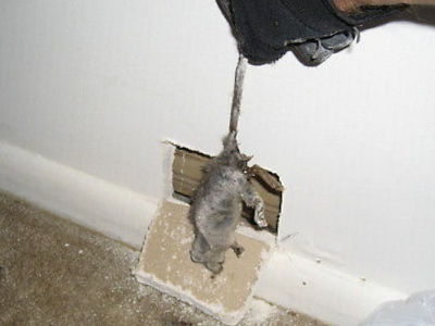 deadanimal trapping